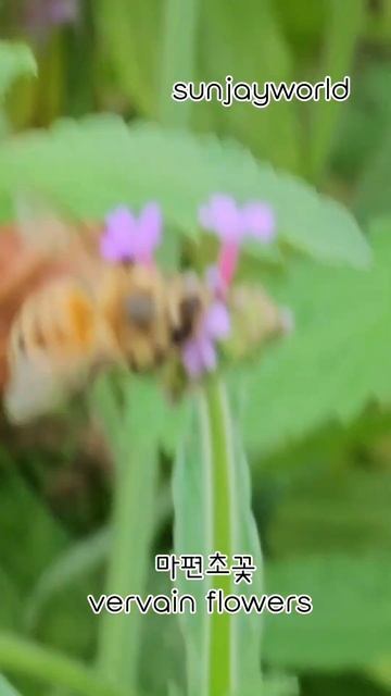버베나꽃 💝 vervain flowers смотреть онлайн