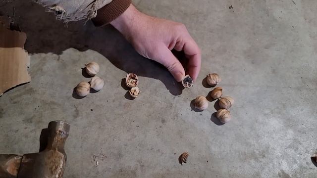 a good nut. How to preserve, crack, & eat shag bark hickory nuts смотреть онлайн
