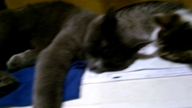 Переигрались. смотреть онлайн