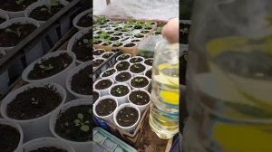 Подкормка петунии 🌺 кальциевай селитрой