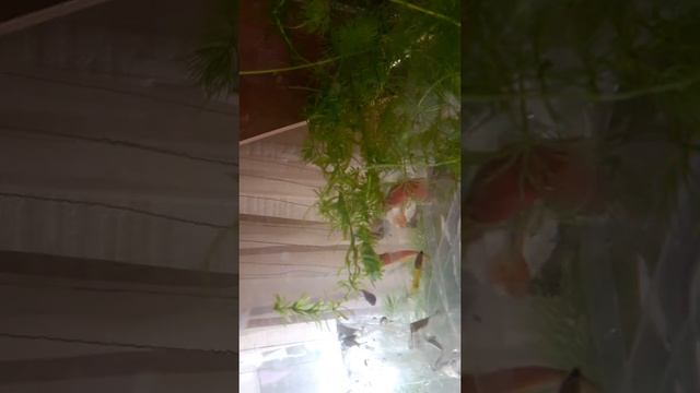 Запускаю новых рыб!!! смотреть онлайн