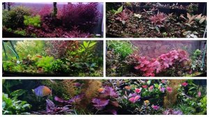 Аквариумный обзор моих аквариумов  начало 2025г.