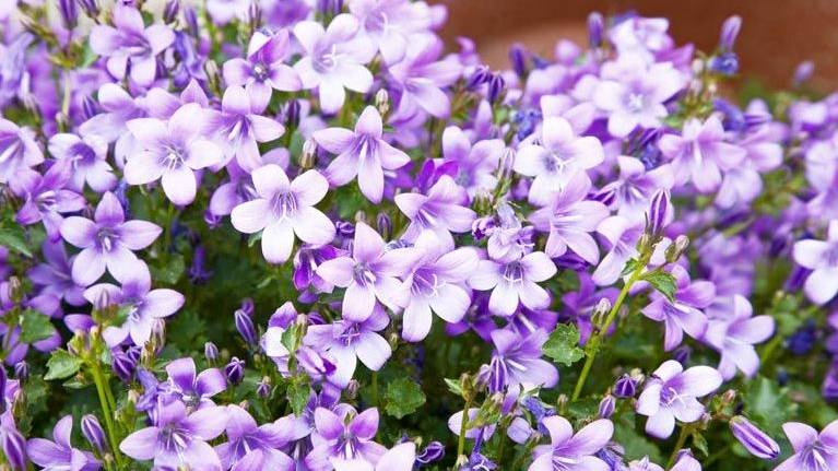 Кампанула. Обрезка, подготовка к зимнему сезону. смотреть онлайн