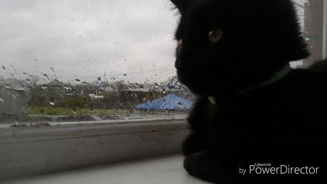 ||Я милый котик тваю мать|| (Мурзик) смотреть онлайн