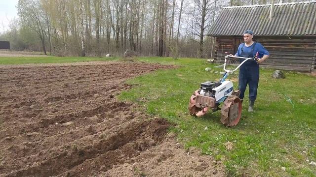 Посадка картофеля под плуг ПЦ и дисковый окучник.