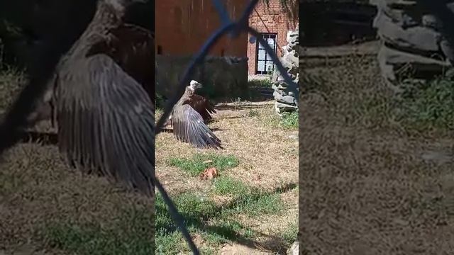 Хищный воробей!😲🤔 Солнечные ванны грифа. Ростовский зоопарк. смотреть онлайн
