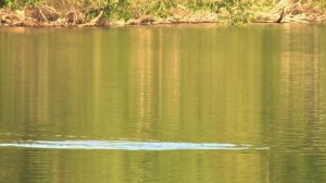 Loon Bird Sound and Loon Birds
