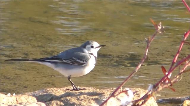 White Wagtail (Белая тряссогузка) смотреть онлайн