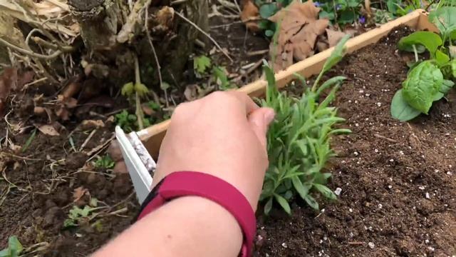 Rebranding; Building A Raised Garden Bed for Medicinal Herbs смотреть онлайн