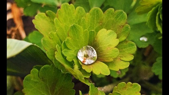 Бриллиант природной красоты  || видео 4К