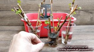 В укоренении ЧЕРЕНКОВ ВИНОГРАДА нет мелочей!