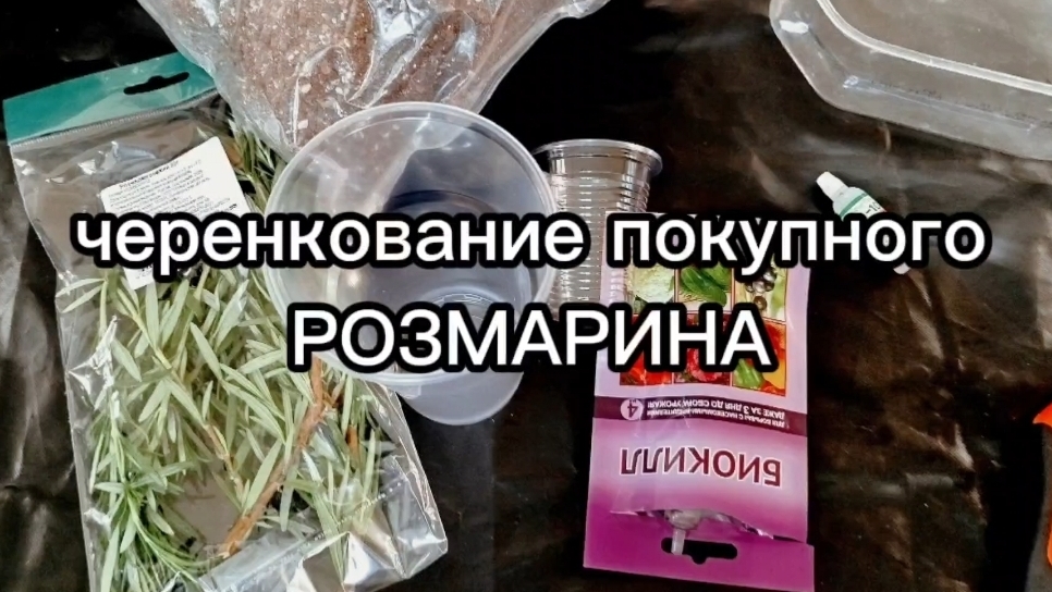 АПТЕКАРСКИЙ ОГОРОД: Размножаем магазинный розмарин!