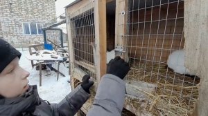 Маленький фермер. Утро школьника.