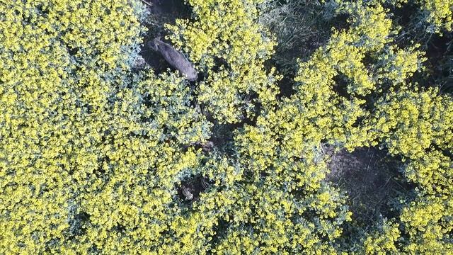 Wildschweine, Bache mit Frischlinge im Raps 2019 смотреть онлайн