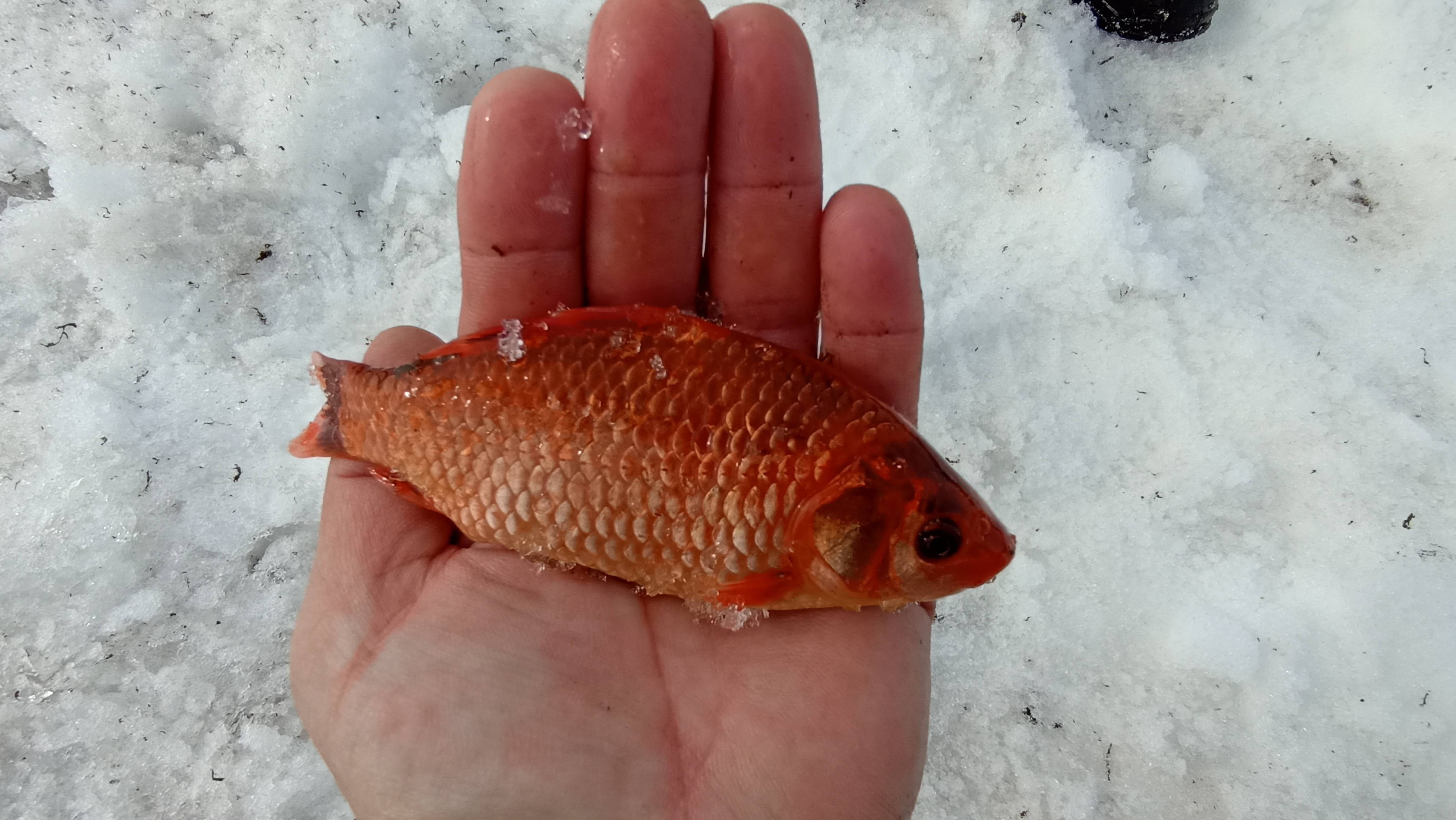 Поймали золотую рыбку