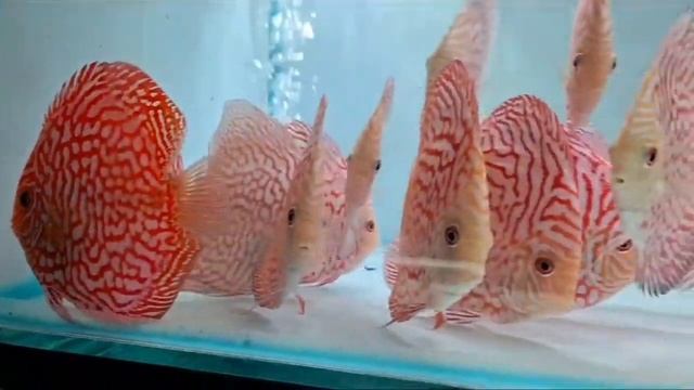 Pigeon Checkerboard Discus Fish Size 3" - 4" смотреть онлайн