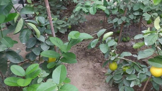 Нематода і як її знищити🐛 смотреть онлайн