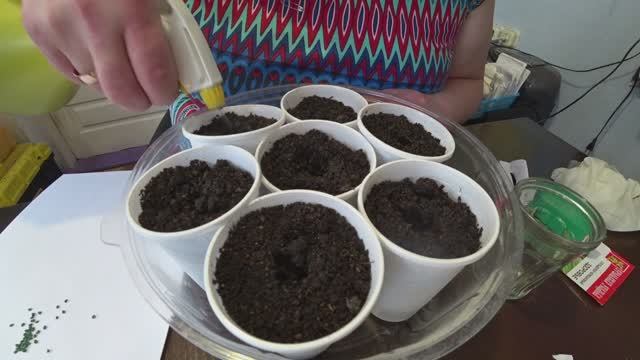 Сеем сельдерей и лук смотреть онлайн