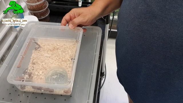 Ep.95 - Eclosion de Pantherophis guttatus scaleless (serpents des blés, corn snake) смотреть онлайн