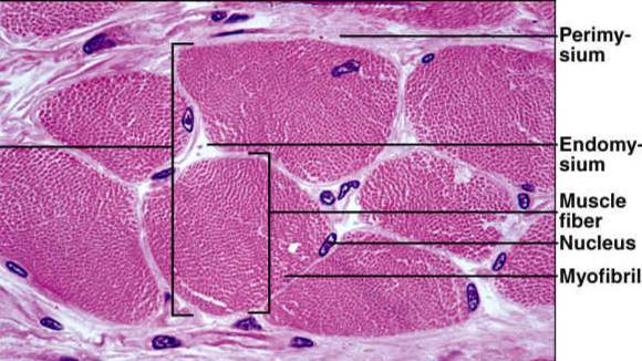 Сазонов С.В. Лекция по гистологии №7а. Мышечные ткани. Скелетная мышечная ткань