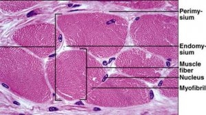 Сазонов С.В. Лекция по гистологии №7а. Мышечные ткани. Скелетная мышечная ткань