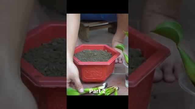 How To Turn Wild Water Hyacinth Into A Beautiful Flower Pot part 2 #shorts #garden #shortvideo смотреть онлайн