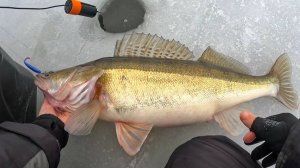 ЕЛЕ ВЫТАЩИЛ ЭТО ЧУДОВИЩЕ и НА ЧТО... Рыбалка на зимой, судак со льда в 2025