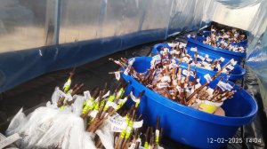 Саженцы винограда, какие цены в этом году