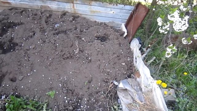 Неожиданные находки. Посадила огурцы. смотреть онлайн
