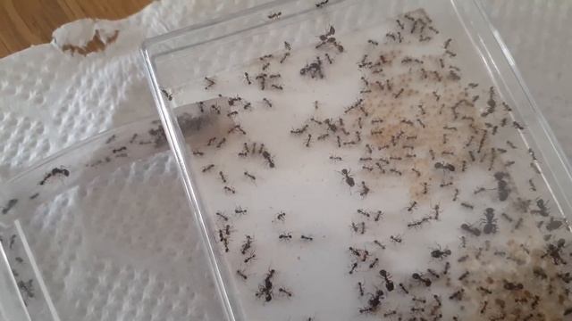 オオズアリに捕まったデュビア смотреть онлайн