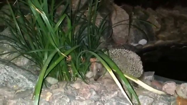 Ежик пьет из пруда смотреть онлайн