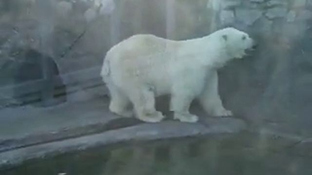 медведь-робот с заевшей программой смотреть онлайн