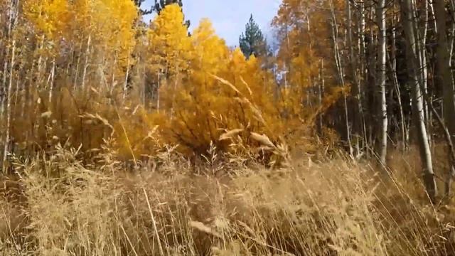 Relax. Autumn forest. Meditation music. Nature. Ambient. смотреть онлайн