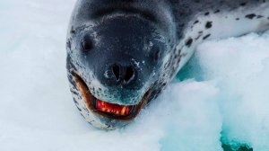 ОН БЫСТРЕЕ АКУЛЫ и УМНЕЕ ДЕЛЬФИНА! Почему его называют морским дьяволом