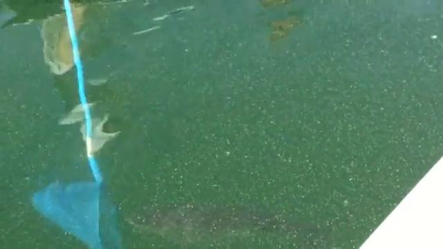 ЯЗЬ-2.mp4 смотреть онлайн