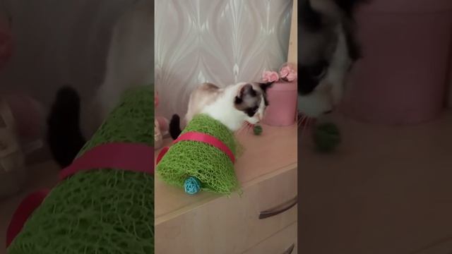 12.05.2024 Игры котодевочки Афины. Time to play. смотреть онлайн