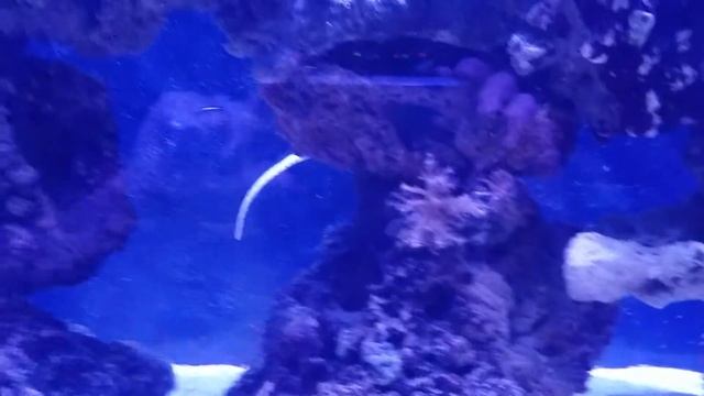 Alligator Pipefish cruising around my reef tank смотреть онлайн