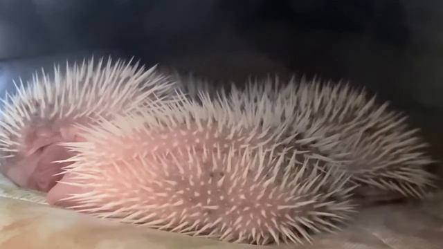 ハリネズミの赤ちゃん、生後４日目みんな元気に育っています。動物の赤ちゃん　子ども смотреть онлайн