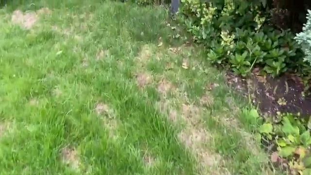 Episode 13 How To Remove Ants From Your Lawn Easily - Lawn Care Weekly смотреть онлайн
