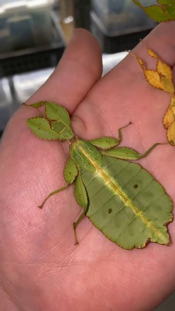 Leaf insects (Phyllium philippinicum) смотреть онлайн