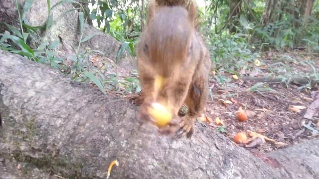 A squirrel having lunch xD смотреть онлайн