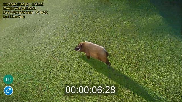 Omnivores Category Speed races down on the hill in Planet Zoo included Maned wolf, badger, crane ho смотреть онлайн