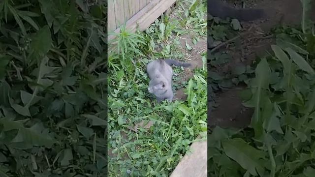 🐶озвучка ЖИВОТНЫХ моего ДРУГА @Animals_rrule_the_world 🐱 смотреть онлайн