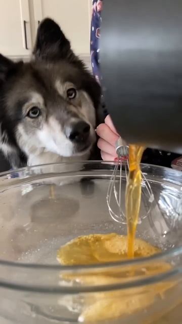 How To Make Hot “Cocoa” Bombs For Dogs! #shorts смотреть онлайн