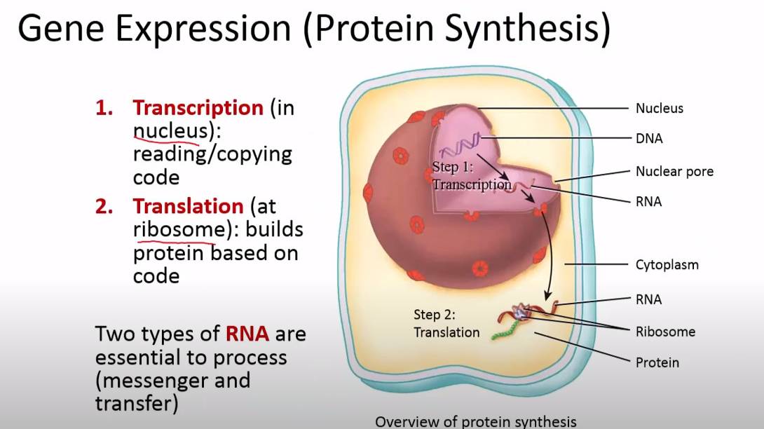 Сазонов С.В. Лекция по гистологии №1. Общая цитология смотреть онлайн