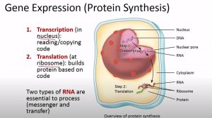 Сазонов С.В. Лекция по гистологии №1. Общая цитология