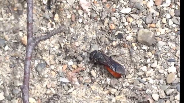 Sandwespe (Ammophila) смотреть онлайн
