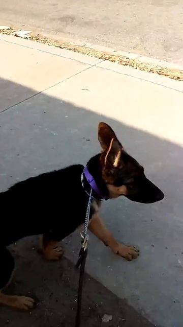 Schenskakennels Gamma 4 months old protect смотреть онлайн