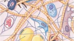 Сазонов С.В. Лекция по гистологии №4.Собственно соединительные ткани