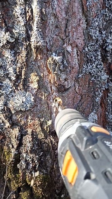 Собрали берёзовый сок с помощью шуруповерта смотреть онлайн